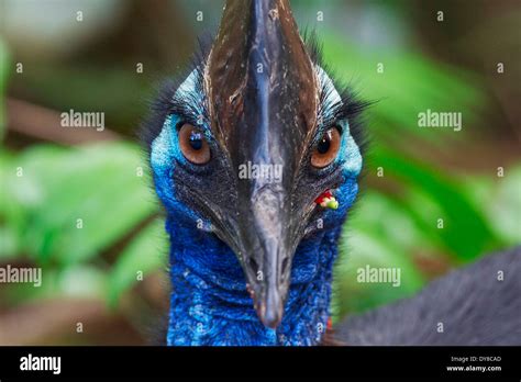 Australia Cassowary Casuarius Autralian Cassowary Mission Beach