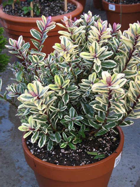 Tricolor Hebe Variegated Plants Home