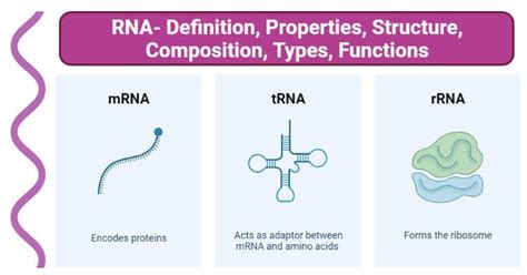 Structure Of Mrna Diagram Ribosome Mrna Translation Diagram