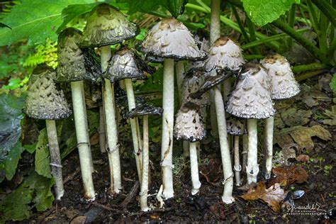 Shaggy Mane Inky Cap Mushrooms