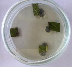 Endophytic Fungi Emerging From Surface Disinfected Leaf Tissues Of