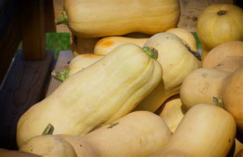 Calabaza Cu Les Son Las M S Comunes En M Xico Sus Flores Y Semillas