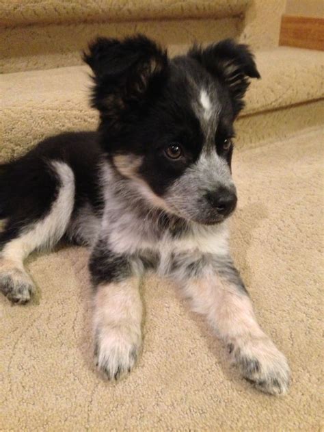 Border Collie Blue Heeler Mix Puppies For Sale In Michigan - MIXERXJ