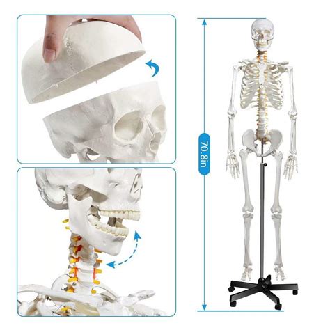 Human Skeleton Model For Anatomy Life Size Medical Human Skeleton