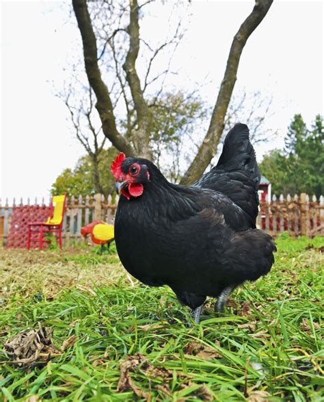 How to Determine Which Is a Black Australorp Rooster and Which Is a Black Australorp Hen? | Cuteness