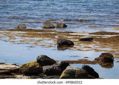 116 Isle Of Arran Wildlife Images, Stock Photos & Vectors | Shutterstock