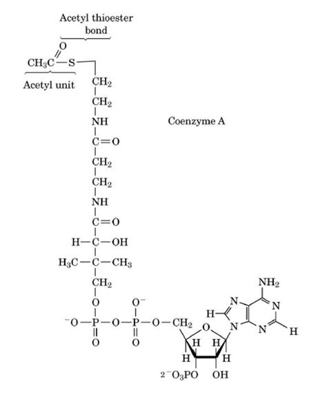 Structure Of Acetyl Coenzyme A Acetyl Coa Coenzyme Molecular