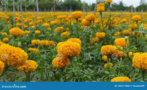 Marigold Growing To Bring Flowers To The Market Stock Photo Image Of