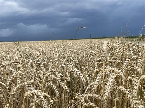 Dunkle Wolken Urban Agrar Landwirtschaft Zukunft