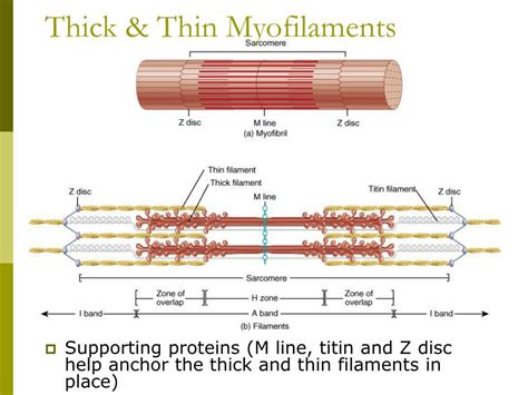 PPT - Muscle Physiology PowerPoint Presentation, free download - ID:3770101