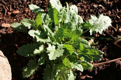 A Strawberry Spinach Plant In My Garden Growing The Good Stuff