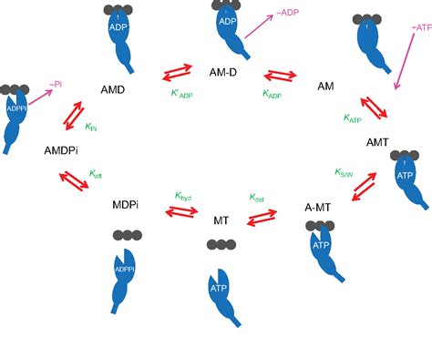 Figure 1 from Myosin isoforms and the mechanochemical cross-bridge ...