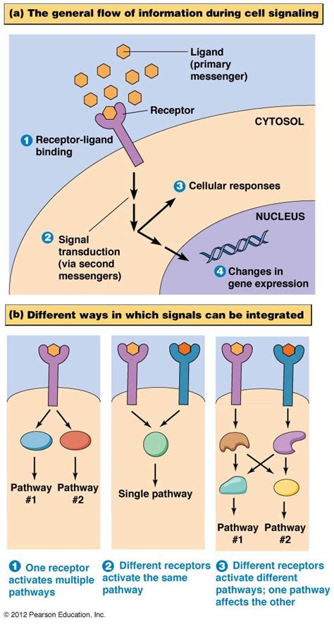 3 Stages Of Cell Signaling Gina Has Osborn