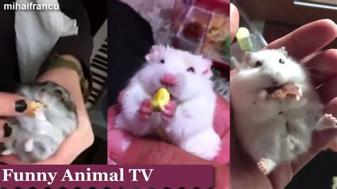 Tiny Hamsters Eating On Their Backs Compilation 2015 Youtube