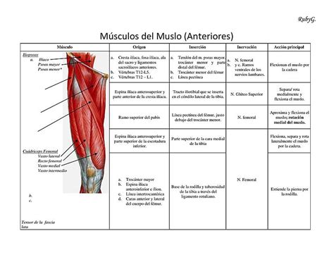 Resumen M Sculos Del Muslo Anteriores M Sculo Tejido Muscular Udocz