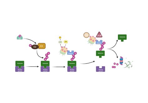 A General Model Illustrating P Vcp Mechanism Of Action Biorender