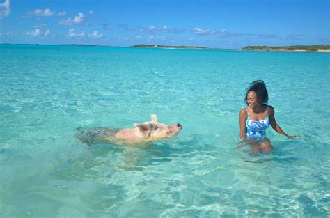 Swimming pigs: Bahamas