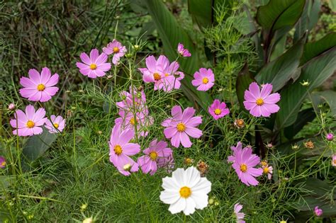 Cosmos Flowers Free Photo On Pixabay Pixabay