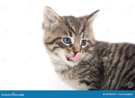 Gatito Lindo Del Gato Atigrado Que Llora En Blanco Foto De Archivo