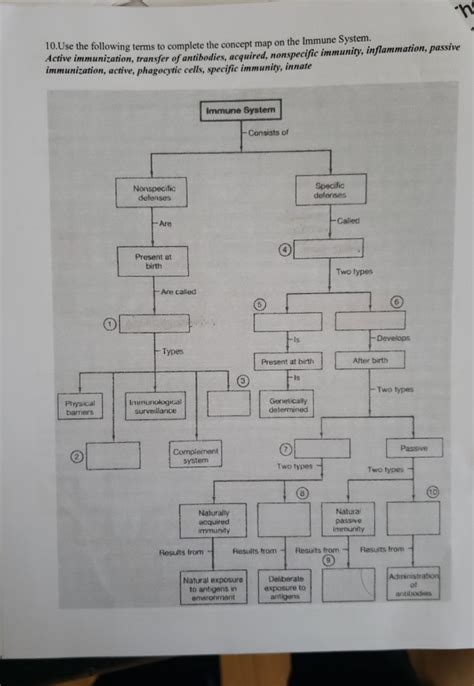 Active Immune System Concept Map | American Map