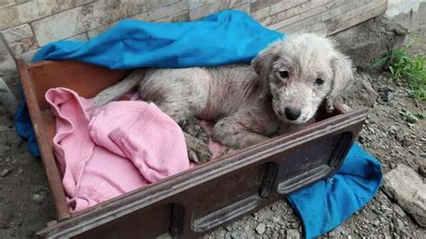 Un cachorro abandonado que pasó 3 días helado recibe la ayuda que necesita