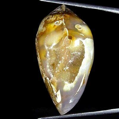 57 20Cts Natural Fossil Snail Druzy Agate Loose Gemstone EBay