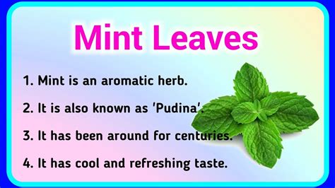 Lines On Mint Few Sentences About Mint Leaves In English About