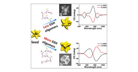 Tuning The Chiral Morphology Of Gold Nanoparticles With Oligomeric Gold