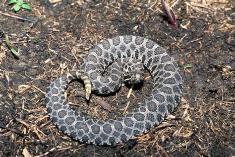 Massasauga Rattlesnake Facts And Pictures