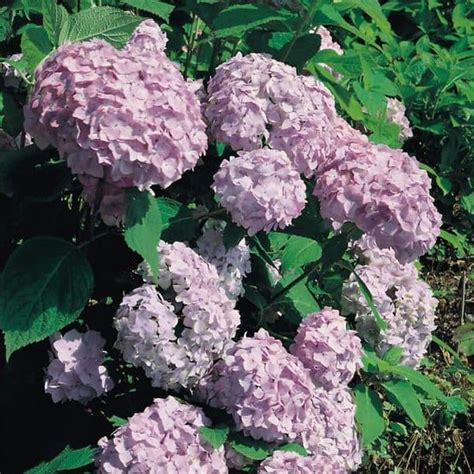 4x Hydrangea Macrophylla Bouquet Rose Hortensia In 2 Liter Pot Met