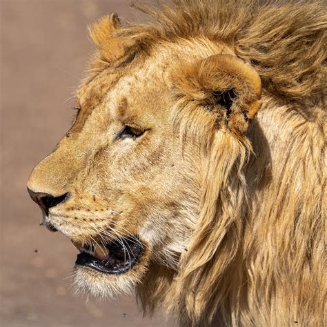 Lion Head in Close-up View · Free Stock Photo