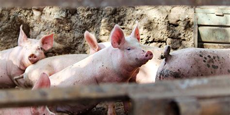 Enfermedades Asociadas A Circovirus Porcino Tipo 2