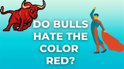 Do Bulls Hate The Color Red Is It True That A Red Flag Makes A Bull