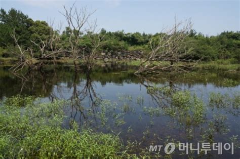 산림청 국립수목원 한국의 산림습원 백서 발간 머니투데이