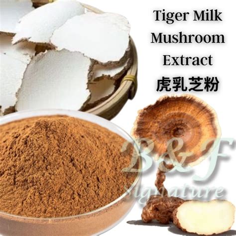 tiger milk mushroom powder extract   cendawan susu