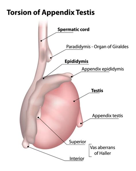 Appendix Testis: Over 2 Royalty-Free Licensable Stock Vectors & Vector ...