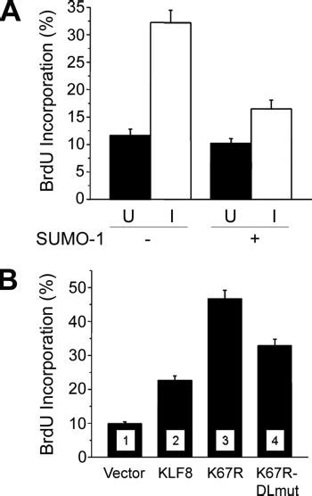 Effect Of Sumoylation Of Klf On Its Regulation Of The Cell Cycle A