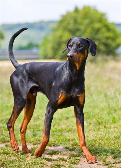 Doberman Uncropped Ears