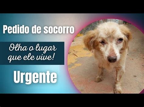 RESGATE URGENTE LEIA A DESCRIÇÃO CACHORRINHO ABANDONADO NO ENTULHO