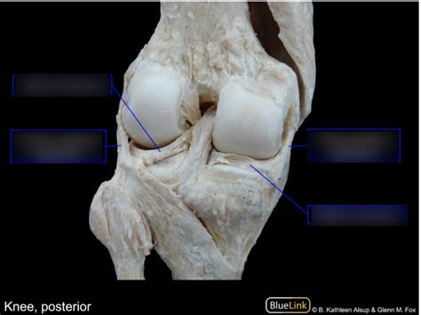 Knee Posterior Diagram Quizlet