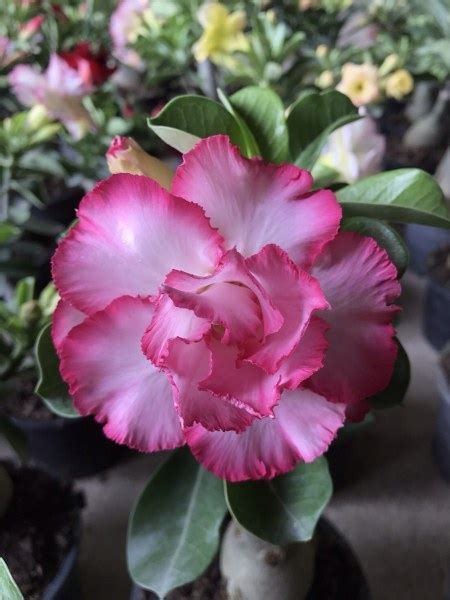 Adenium Good Luck Asean Plant Export