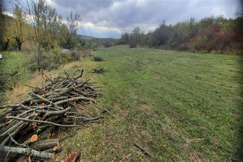 T Ieri Ilegale De Arbori Razie Pentru Protejarea C Mpurilor Agricole