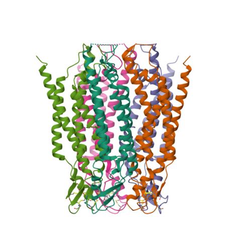 RCSB PDB 8GN8 Structure Of Human Connexin 40 1 Pentameric