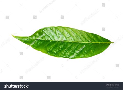 Lagerstroemia Speciosa Leaves Isolated On White Stock Photo 1953407683 | Shutterstock