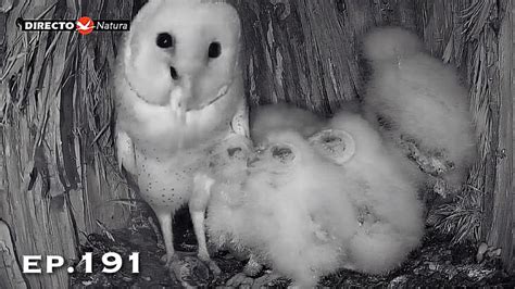 Barn Owl Nest ep 191Lechuzas en el nido DIRECTO Cámara 38 Ávila