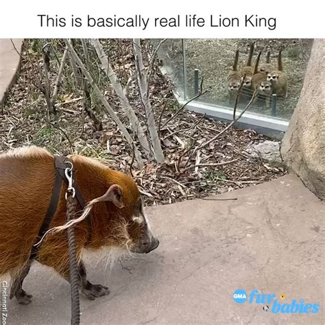 Well if this isn’t a real life Timon and Pumbaa [Video] | Funny animal ...