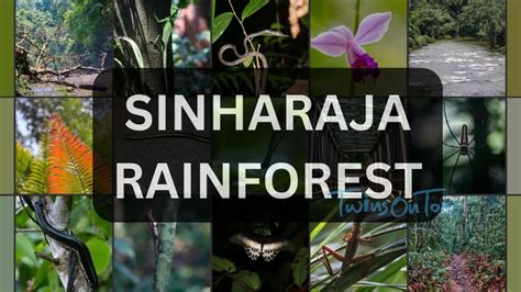 Sinharaja Rainforest A Detailed Guide