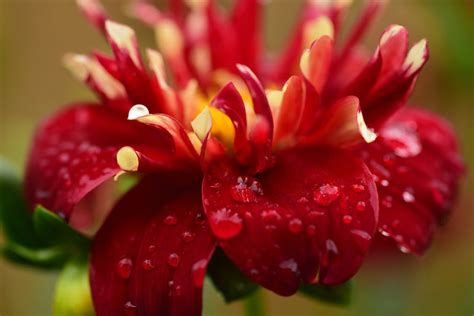 A Flower With Water Droplets · Free Stock Photo