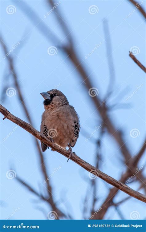 Sociable Weaver Bird Stock Photo Image Of Closeup Creature