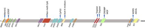 KMT2A Lysine Methyltransferase 2A Encyclopedia MDPI